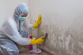 Professional Mold Removal in Crafton, PA